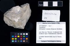 Foto (Objekt + Etikett) von Juracrista sp.  (NHMW-GEO-2017-0089-0071)